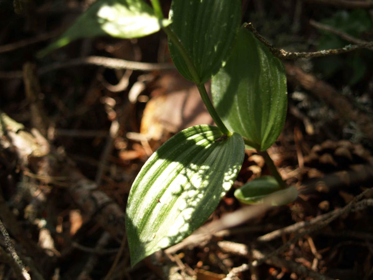 Helleborine, Dark Red leaf